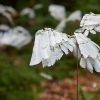 Be part of the 1000 Feathers for Stourhead Project